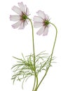 Two flowers of cosmos, kosmeya flowers, isolated on white background Royalty Free Stock Photo