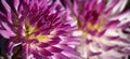 Panorama two dahlias. Royalty Free Stock Photo