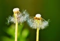 Two flowers of dandelions cease to blossom Royalty Free Stock Photo