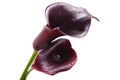 Two flowers of dark red calla Royalty Free Stock Photo