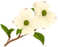 Two Flowers on a Dogwood Branch