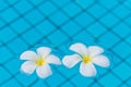 Two flowers frangipani on the water surface of the pool Royalty Free Stock Photo