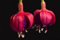 Two flowers of fuchsia, bud, isolated on black background Royalty Free Stock Photo