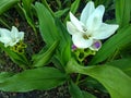 two flowers in the garden