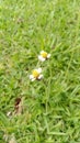 Two Flowers at a Grass Royalty Free Stock Photo