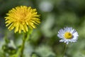 Two Flowers Growing in Grass