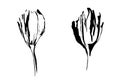 Two flowers. Hand drawn black stylized image painted by ink. Sketch style vector.