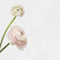 Ranunculus isolated on white background. Royalty Free Stock Photo