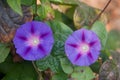 Two flowers of morning glory are blue. Annual liana Ipomoea violacea