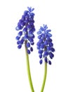 Two flowers of Muscari isolated on white background. Grape Hyacinth Royalty Free Stock Photo