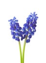 Two flowers of Muscari isolated on white background Grape Hyacinth Royalty Free Stock Photo