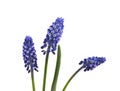 Two flowers of Muscari isolated on white background. Grape Hyacinth Royalty Free Stock Photo