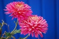 Two flowers of pink chrysanthemum on a blue background Royalty Free Stock Photo