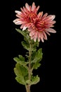 Two flowers of pink chrysanthemum, isolated on black background Royalty Free Stock Photo