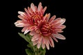 Two flowers of pink chrysanthemum, isolated on black background Royalty Free Stock Photo