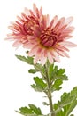 Two flowers of pink chrysanthemum, isolated on white background Royalty Free Stock Photo