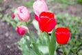 Two flowers of pink and red tulips flowering in spring garden Royalty Free Stock Photo