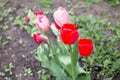 Two flowers of pink and red tulips flowering in spring garden Royalty Free Stock Photo
