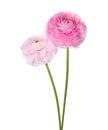 Two flowers of Ranunculus isolated on white background. Persian Buttercup