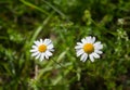 Real chamomile, echte Kamille Royalty Free Stock Photo