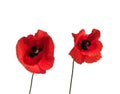 Two flowers red beautiful poppy on white isolated background Royalty Free Stock Photo