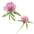 Two flowers of red clover with leaves. Watercolor botanical illustration isolated on white background. Happy Saint Royalty Free Stock Photo