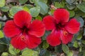 Two flowers of the red hibiscus Royalty Free Stock Photo