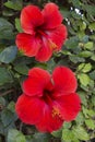 Two flowers of the red hibiscus Royalty Free Stock Photo