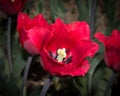 Two flowers of red tulips on green grass Royalty Free Stock Photo