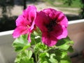 Two flowers of Regal Pelargonium PAC Candy Flowers Violet Royalty Free Stock Photo