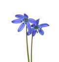 Two flowers of Siberian Squill (Scilla siberica) isolated on white background Royalty Free Stock Photo