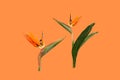 Two flowers of Strelitzia, a bird of Paradise on an orange background Royalty Free Stock Photo