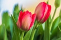 Two flowers of tulips in spring Royalty Free Stock Photo