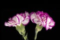 Two flowers of carnation Dianthus on black background, close up. Royalty Free Stock Photo