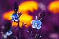 Two flowers Veronica Chamadris of blue on a yellow-violet background Royalty Free Stock Photo