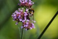 A bumblebee and flowers violets - Front view