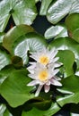 Detail of a pair of beautiful white flowers of a water lily. Royalty Free Stock Photo