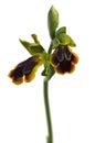 Two flowers of wild Sombre bee orchid - Ophrys fusca - over white Royalty Free Stock Photo