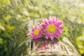 Two flowers on wood outdoors. Royalty Free Stock Photo