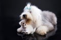 Two Fluffi Dogs Royalty Free Stock Photo