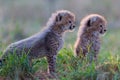 Two fluffy and alert cheetah cubs sitting in green grass in Kruger Park South Africa Royalty Free Stock Photo