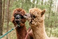 Two fluffy alpacas Royalty Free Stock Photo