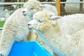 Two fluffy alpacas drinking from blue water container Royalty Free Stock Photo