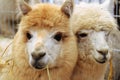 Two fluffy alpacas Royalty Free Stock Photo