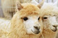 Two fluffy alpacas Royalty Free Stock Photo
