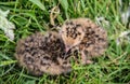 Two fluffy arctic tern chicks Royalty Free Stock Photo