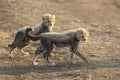 Two fluffy baby cheetah walking in dry season in afternoon light in Serengeti Tanzania Royalty Free Stock Photo