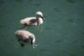 Two fluffy baby swans swimming