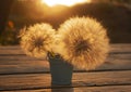 Two fluffy big dandelions in a small bucket Royalty Free Stock Photo