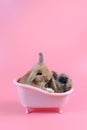 two fluffy brown bunny in pink bathtub on pink background, little rabbit